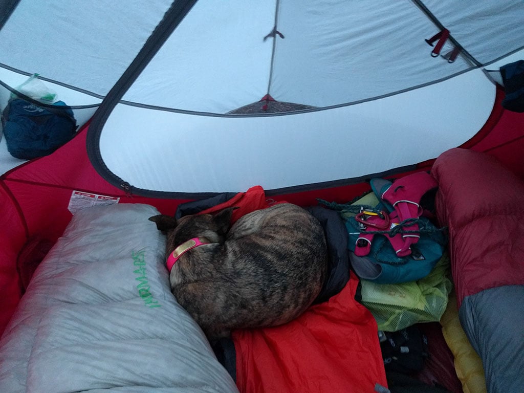camping with a dog where does he sleep